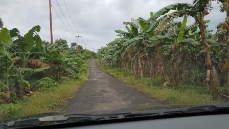 Main road in Enggano with banana trees on both sides